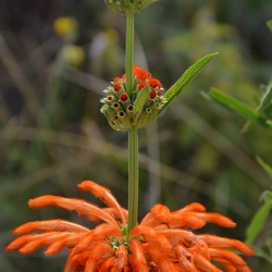 2015-05 South Africa/Drakensburg/DSC_0116.JPG